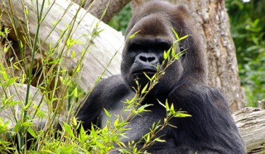 Gorilla at Durrel Conservation Trust