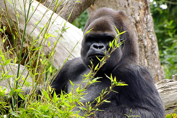 Gorilla at Durrel Conservation Trust